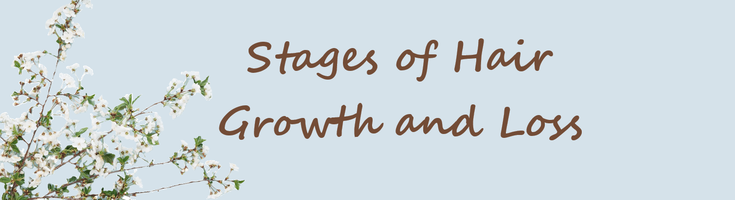 Stages of Hair Growth and Loss